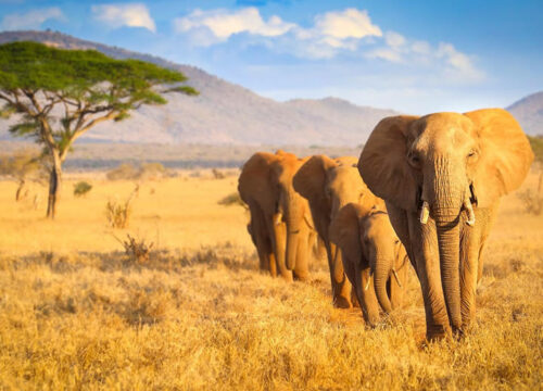 1 Day Tsavo East Safari