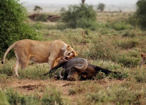 Wildlife