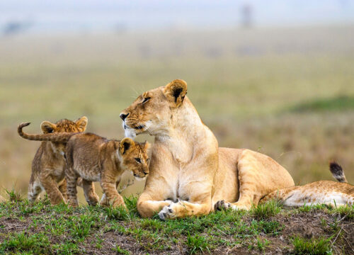 2 Nights 3 Days Masai Mara Fying Safari