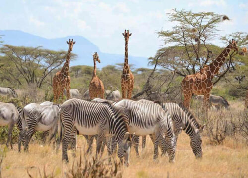3 Days Tsavo East & West